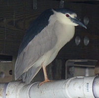 Black-crowned Night Heron